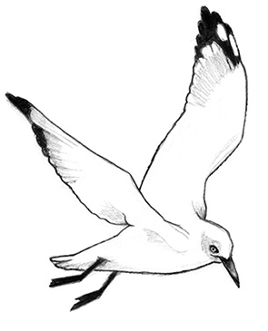 295x365 Animal Grafilu