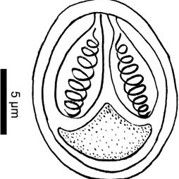 254x254 line draw of fresh mature spore of myxobolus israelensis infecting