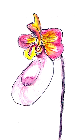 278x463 Every Day In May Day Orchid Show Drawings Mellanie Collins