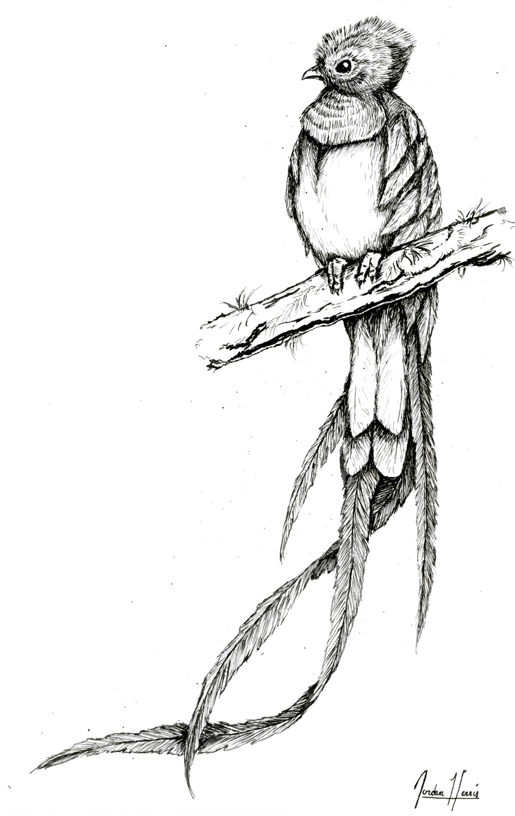 1024x1621 Mayan Drawing Quetzal For Free Download