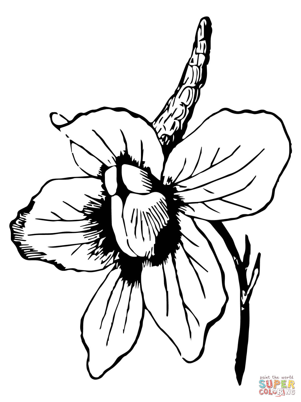 1200x1600 amaryllis drawing mayflower for free download