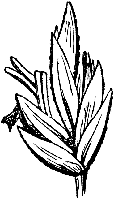 369x640 fowl meadow clipart etc