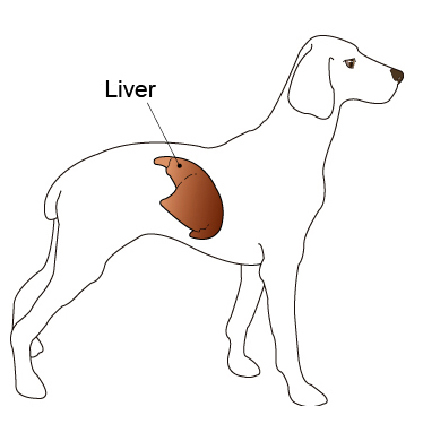 423x424 Nutrition For Dogs With Liver Disease Vca Animal Hospital