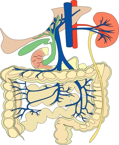 486x595 Digestive Organs Medical Diagram Clip Art Free Vector In Open