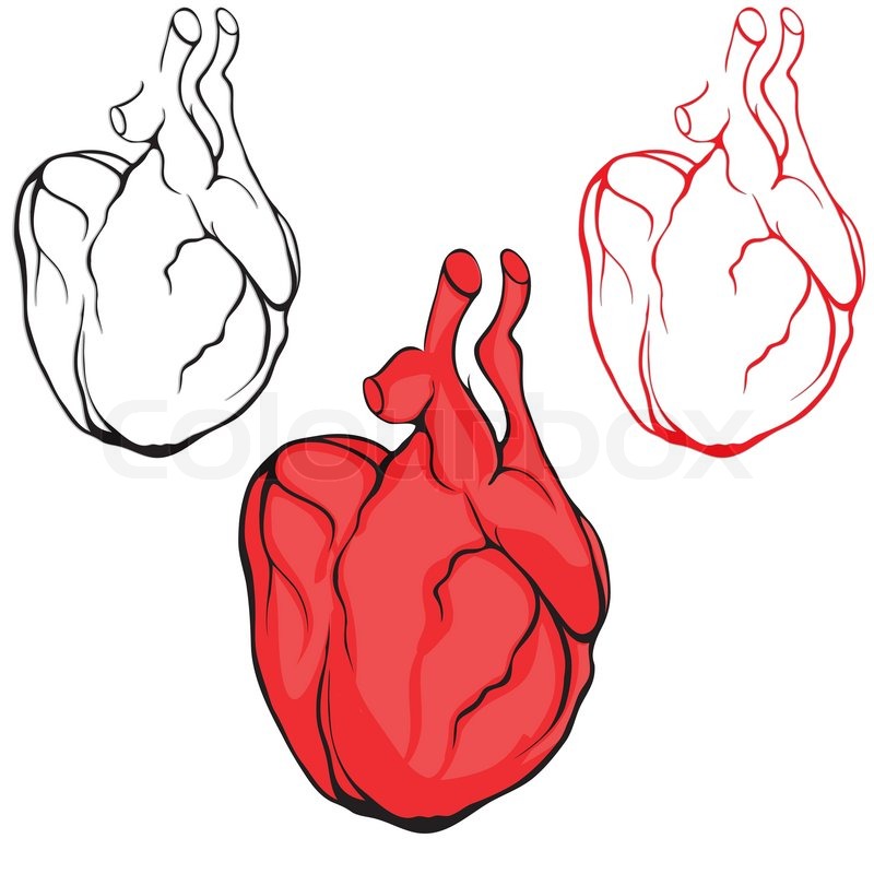 800x800 Heart Human Body Anatomy Red Sketch Stock Vector Colourbox
