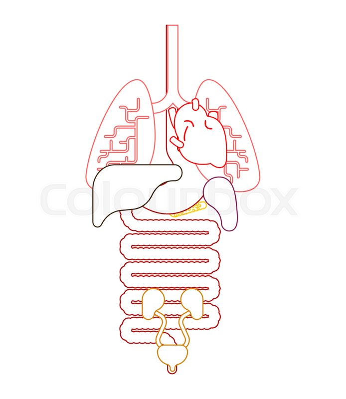 694x800 Human Anatomy Organs Internal Systems Stock Vector Colourbox