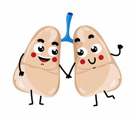 275x240 Medical Illustration Human Body Photos And Images