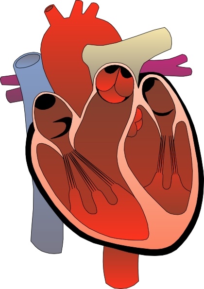 420x595 Heart Medical Diagram Clip Art Free Vector In Open Office Drawing