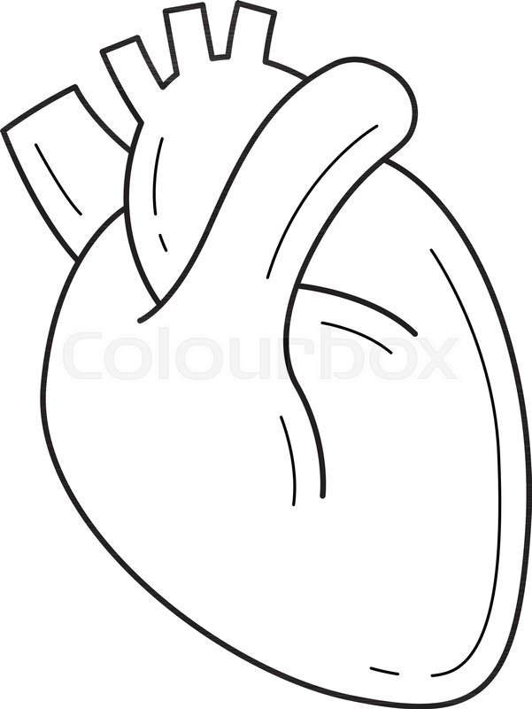 601x800 Human Heart Vector Line Icon Isolated Stock Vector Colourbox