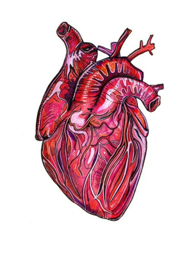 720x978 Medicine Art, Heart Art, Anatomy Art
