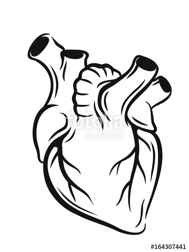 375x500 Vector Medical Heart Stock Image And Royalty Free Vector