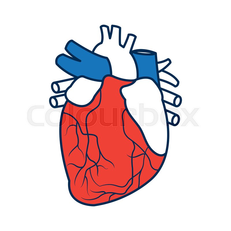 800x800 Anatomy Of The Human Heart Medical Stock Vector Colourbox