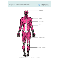 Medical Human Body Outline Drawing