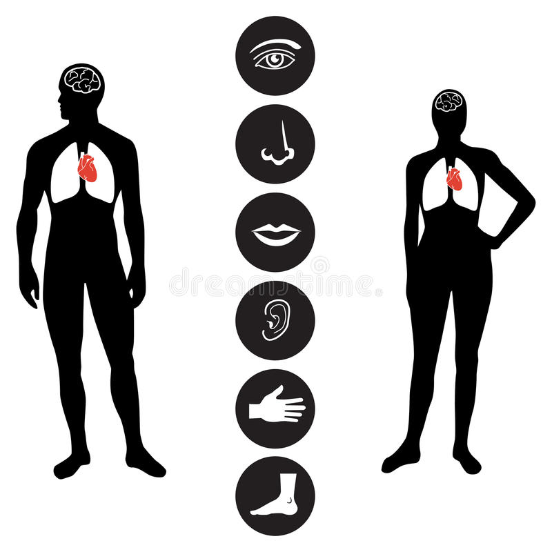 800x800 Medical Human Body Outline