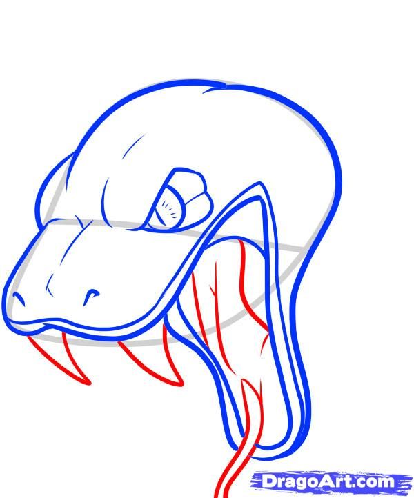 600x722 How To Draw A Snake Head, Draw Snake Heads Step Snake