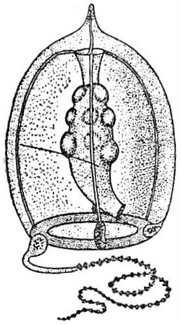 258x462 Hydromedusae