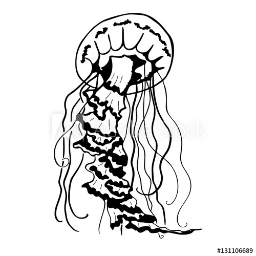 500x500 Vector Painting Jellyfish Medusa Illustration Isolated On White