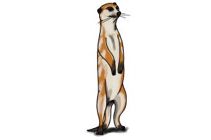 300x200 how to draw a meerkat