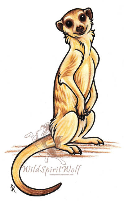 400x655 sitting meerkat picture