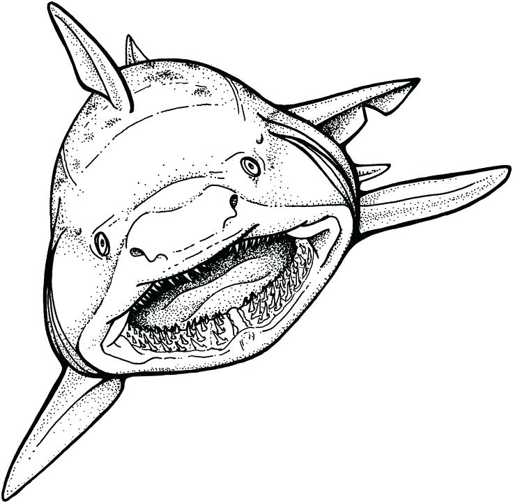 736x722 Drawing At Free For Personal Use The Best Shark Coloring Pages