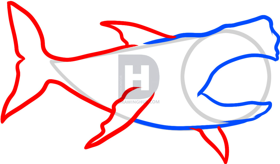 1080x633 How To Draw Megalodon, Megalodon Shark, Step