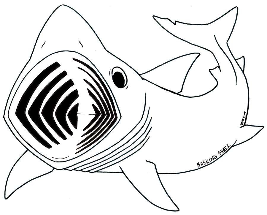 900x724 How To Draw A Megalodon Step