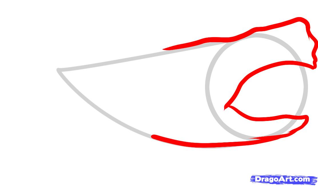 1112x652 How To Draw Megalodon, Megalodon Shark, Step
