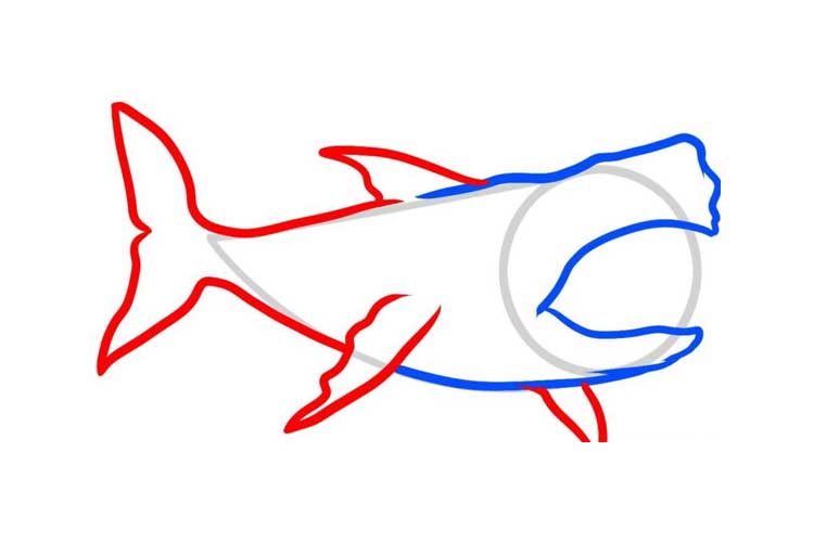 750x500 How To Draw A Shark For Kids Step