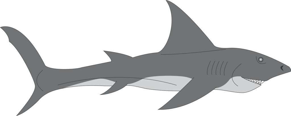 1024x410 Megalodon Drawing Prehistoric Shark For Free Download