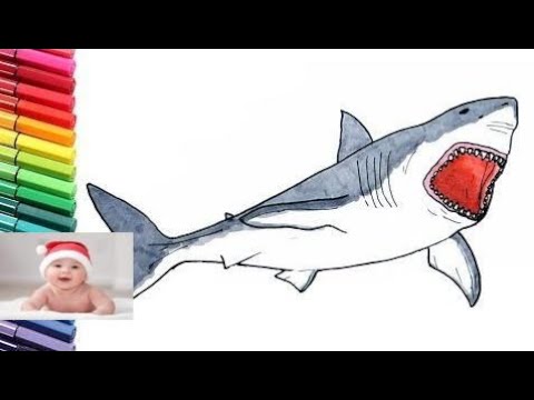 480x360 Shark Drawing And Coloring Pages For Children