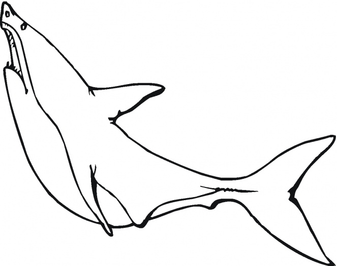 663x525 Megalodon Shark Coloring Pages, Color The Monstrous Megalodon