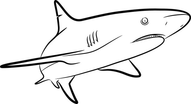 612x334 Bull Shark Clipart Megalodon