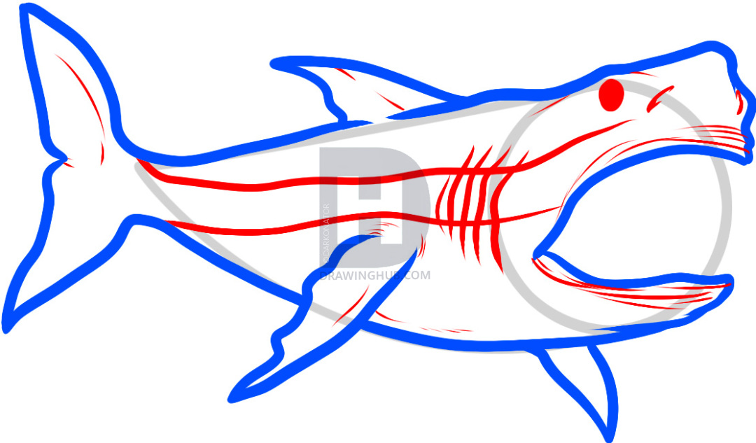 1080x633 How To Draw Megalodon, Megalodon Shark, Step