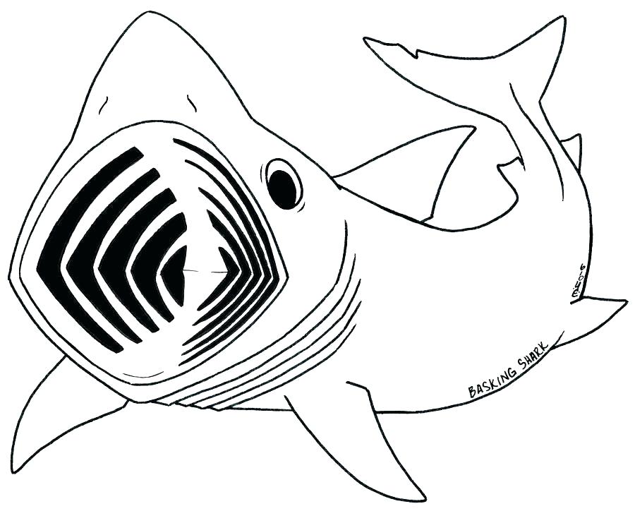 900x724 Megalodon Color Shark Coloring Pages Free Printable To Print