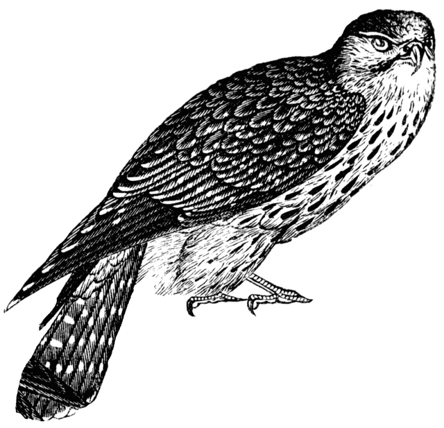 640x617 merlin clipart etc