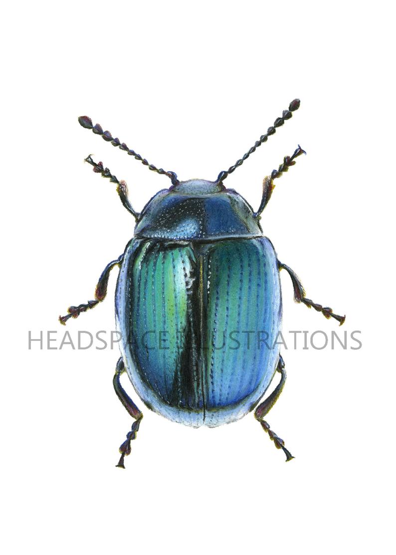 794x1112 Blue Shiney Metallic Beetle Beautiful Pretty Drawing Colored Etsy