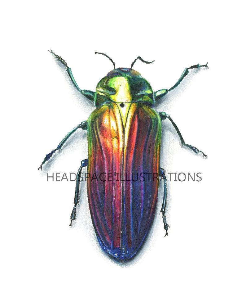 794x989 Rainbow Jewel Beetle Insect Metallic Beautiful Bug Natural Etsy