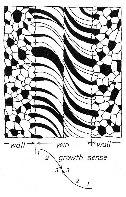 419x653 Alex Strekeisen Veins