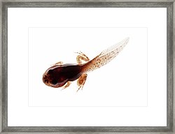 250x192 Frog Metamorphosis Art Fine Art America