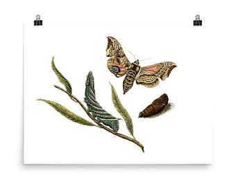 340x270 Metamorphosis Poster Etsy