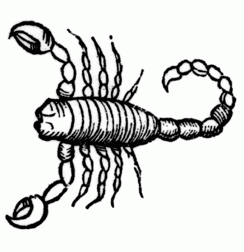 500x515 metaphysical scorpio