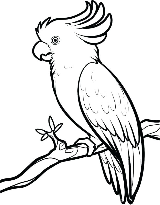 660x849 drawing of parrot parrot drawing of hand draw parrot sketch style