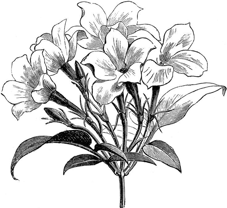736x674 Sampaguita Drawing Free Download