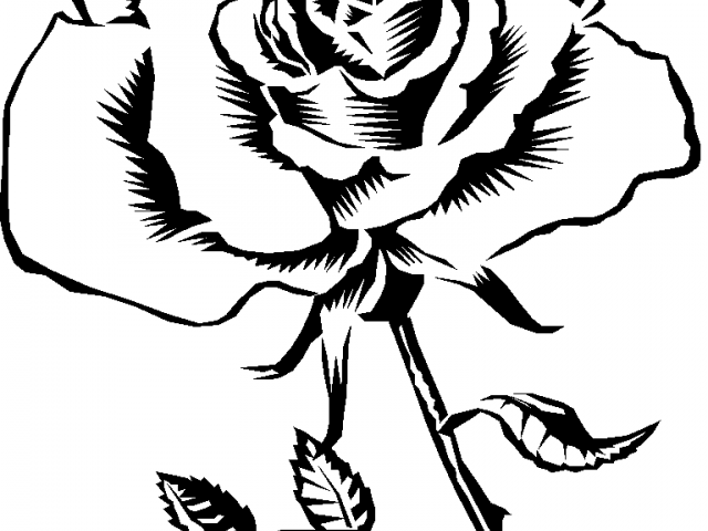 Mexican Rose Drawing | Free download on ClipArtMag