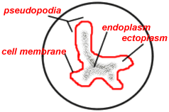 238x158 Draw The Ameba And Label