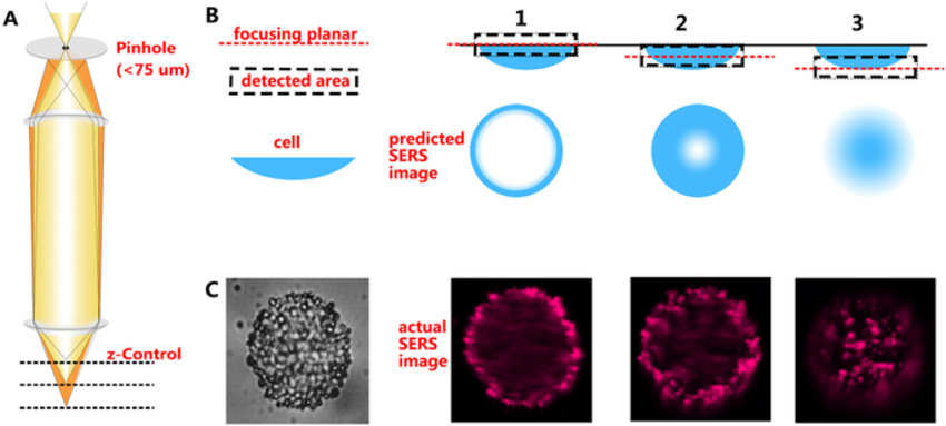 850x383 A The Principle Schematic Drawing Of The Confocal Microscope