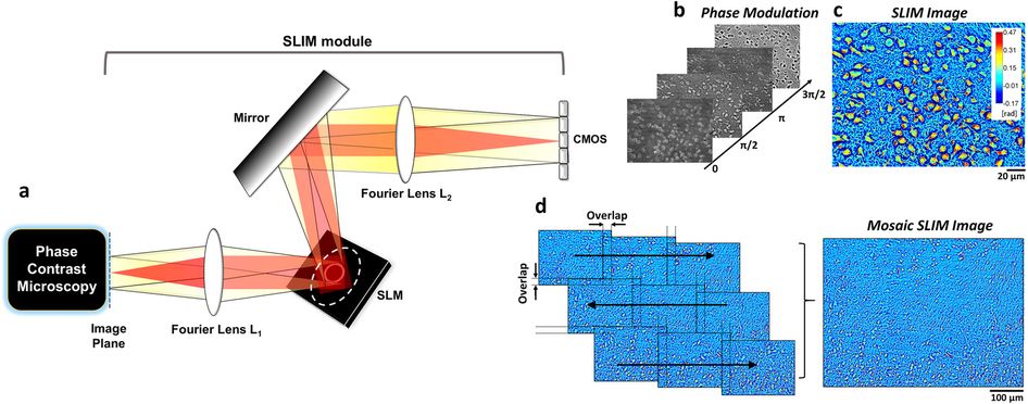 946x372 Label Free, Multi Scale Imaging Of Ex Vivo Mouse Brain Using