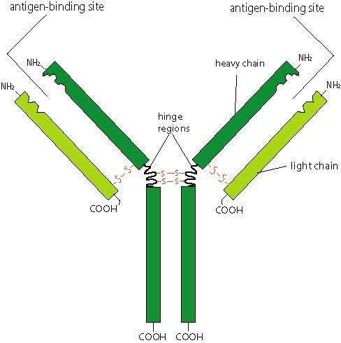 488x490 A Schematic Drawing Of A Typical Antibody Molecule Reproduced