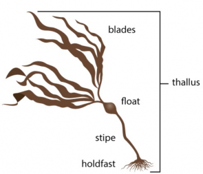 295x253 Activity Structure Of Algae With Comparisons To Vascular Plants