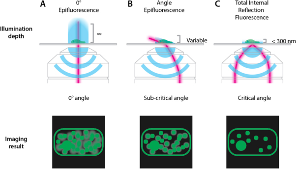 602x344 An Introduction To Optical Super Resolution Microscopy